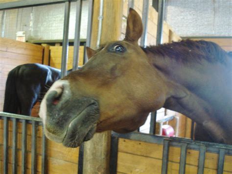 funny horse side eye.